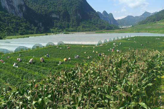 金诚无忧 粤桂携手共绘蔬菜基地产业宏图